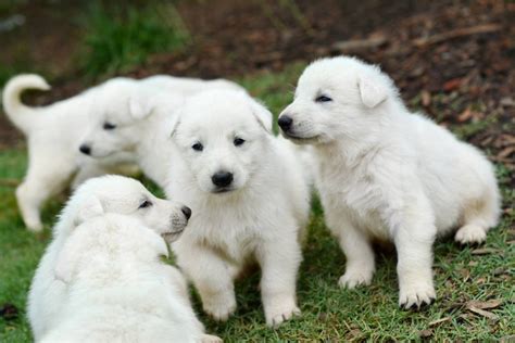 White German Shepherd Dogs Of Lacy Farm Puppies For Sale