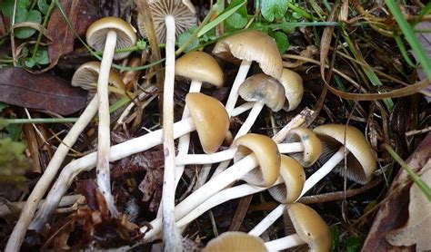 Oregon Use Of Magic Mushrooms Many Portlanders Arent Waiting Ecfes