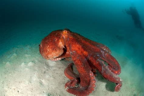 Giant Pacific Octopus Oceana