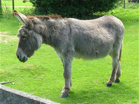 Donkeys As Pets Topics On Exotic Domestic Farm And Reptile Animals