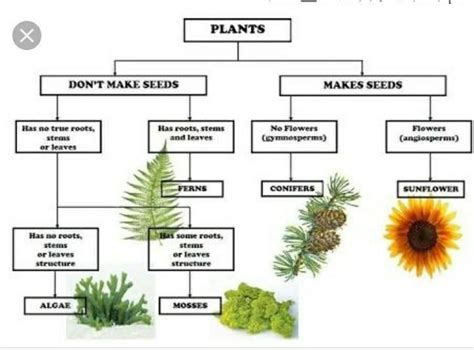 Area, bar, column, line, and pie. Draw the flow chart by classification of plants - Brainly.in