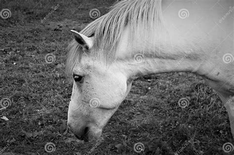 Portrait Of Horse Eating Grass On The Farm Black And White Stock Photo