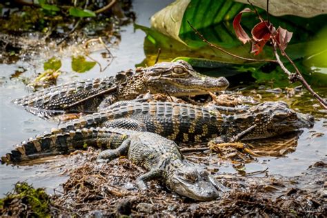 Baby Alligators Chillin In The Sun At Huntington Beach State Park Sc