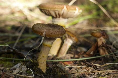 Hd Wallpaper Wild Mushroom Poisoned Nature Toxic Forest Close Up