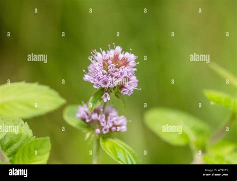 Flowers Of Water Mint Mentha Aquatica Growing In A Wet Meadow
