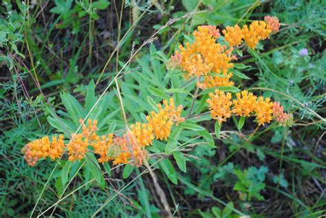 West Virginia Native Wildflowers The Big Year 2013 Summer Is Sizzling