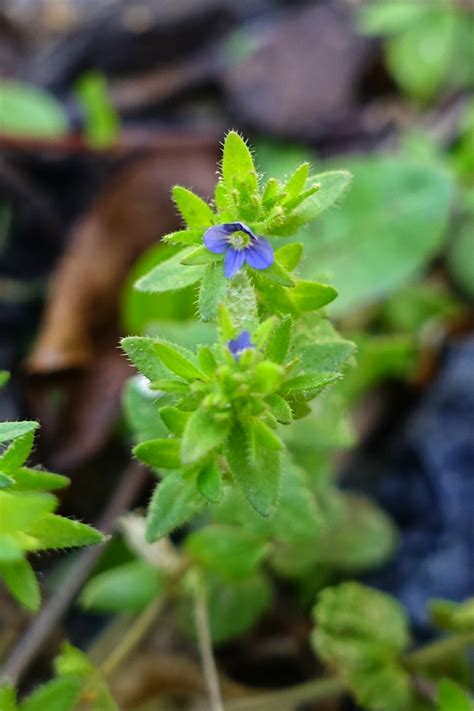 Veronica Arvensis Wildflowers Of The National Capital Region