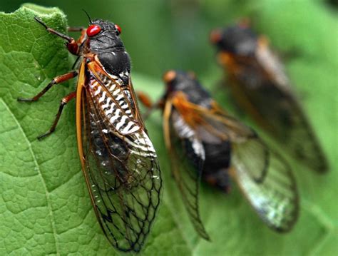 Millions Of Cicadas Are Expected To Emerge After 17 Years Underground