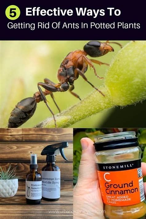 5 Effective Ways To Getting Rid Of Ants In Potted Plants Naturally In