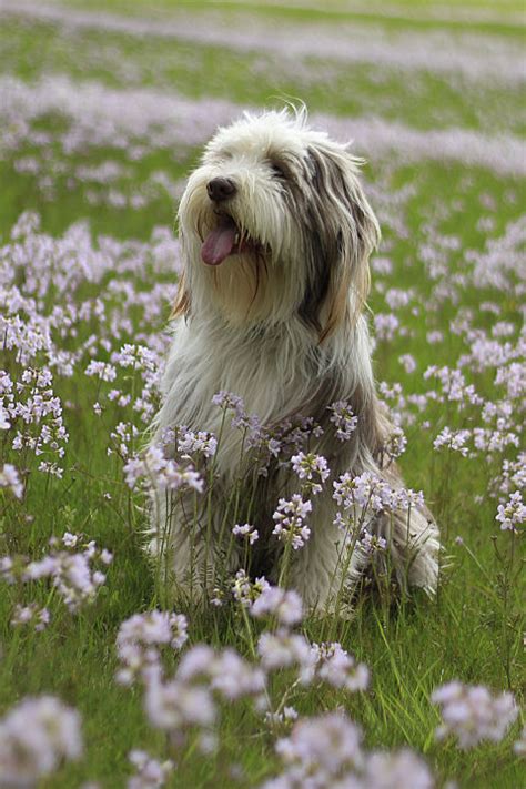 35 Best Medium Sized Dog Breeds List Of Popular Cute