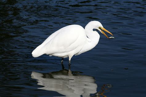 You are what hope looks like to a bird. CUBAN BIRDS - Ciconiiformes - Herons, Storks, Vultures ...
