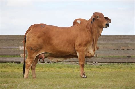 The first secretary, mr jw sartwelle, of the american brahman. Red Brahman Show Cattle For Sale, Fresh Off Their Spring ...