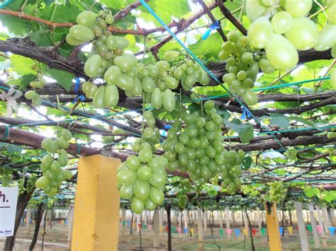 Beris lake vineyard is so impressive that the sultan of kedah once arranged a visit! DIARI DIELA: Jalan-jalan ke Ladang Anggur, Tasik Beris.