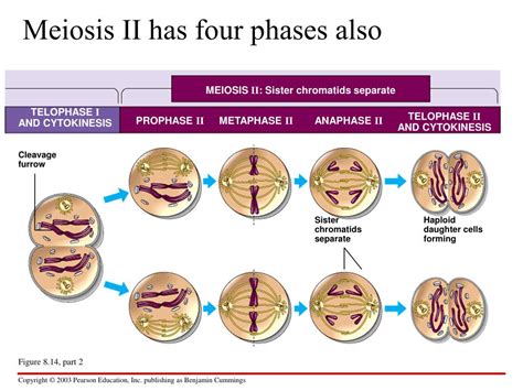 Ppt Meiosis Part 1 Powerpoint Presentation Free Download Id 2128503