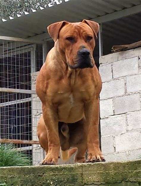 Atomic boerboel puppies for sale | the south african mastiff. Boerboel Veiligplek Crespo at just over 14 months old ...