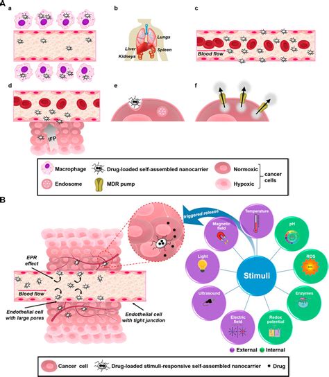 Frontiers Overcoming Biological Barriers With Block Copolymers Based