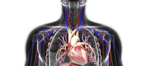 Кровеносная система человека:анатомия, строение и функции, патологии