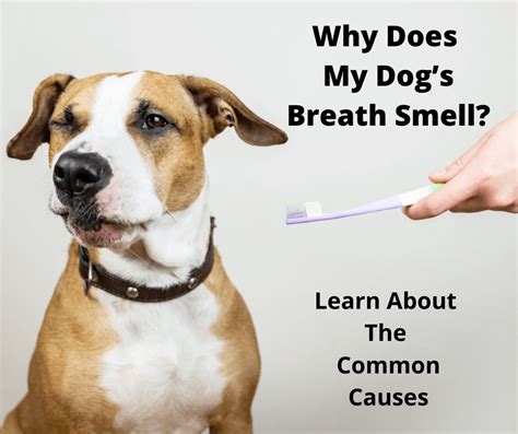 Why Does My Dogs Breath Smell Fact Checked By Our Vet