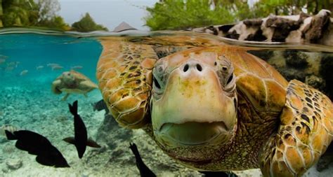 47 Bing Wallpaper Sea Turtle On Wallpapersafari