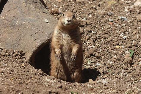 Where Do Groundhogs Live Wildlife Informer