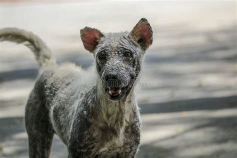 The Dog Is A Skin Disease Stock Photo Image Of Animal 127090486