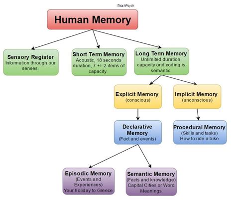 Types Of Human Memory Human Behavior Psychology Human Memory Memory