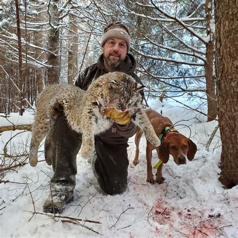 Bobcat Hunting Maine Bobcat Hunting With Hounds Guided Bobcat Hunt