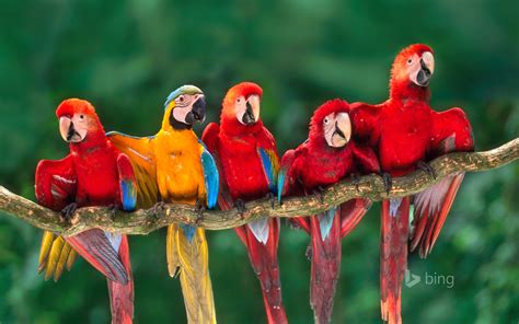 Fotos Eigentliche Aras Vögel Papageien Bing Ast Ein Tier