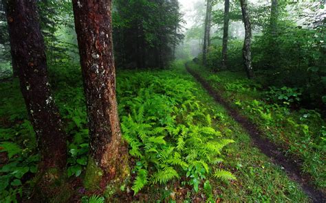Bush Trees Path Viewes Forest Fern Fog Flowers Wallpapers
