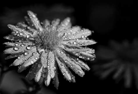 Free Images Nature Branch Snow Dew Black And White Plant Leaf