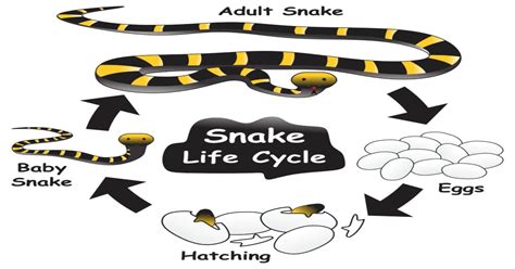 Snake Life Cycle Learn About Nature