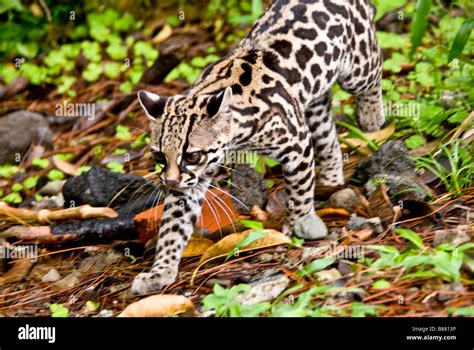 Oncilla o gato tigre Leopardus tigrinus en Costa Rica Fotografía de