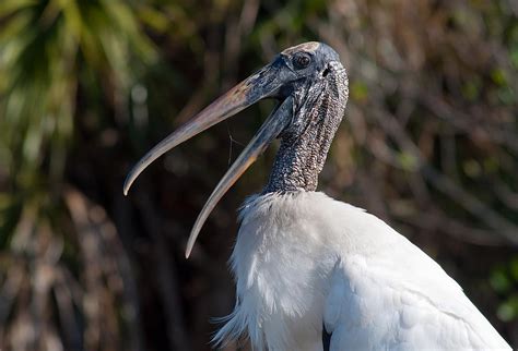 Laughing Wood Stork Photograph By Kenneth Albin Fine Art America