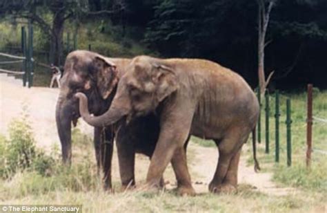 Freed Circus Elephants Shirley And Jenny Locked Trunks Hugged And