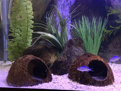 Fish Tank Ornaments For Plecos Wese Aquarium Fish