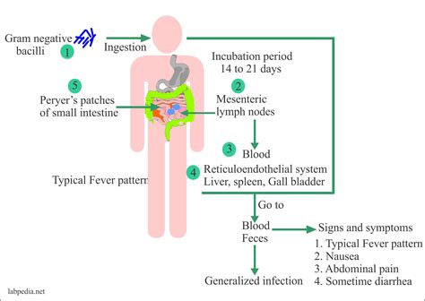 Pathophysiology Of Typhoid Fever