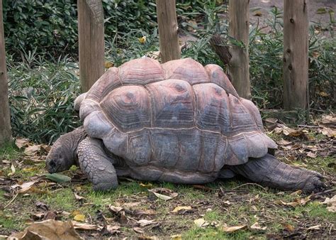 Karena kaki yang kuat dan besar tersebut digunakan untuk menopang tubuhnya yang sangat berat. Fakta Aldabra, Spesies Kura-Kura Dengan Usia Terpanjang di ...