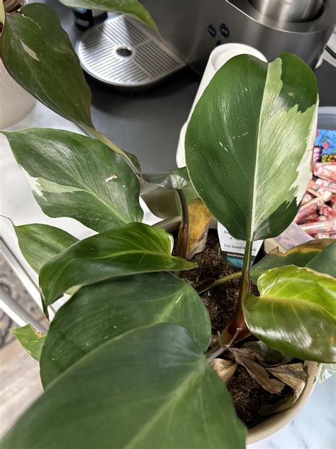 My Sam’s Club finds today! : r/philodendron