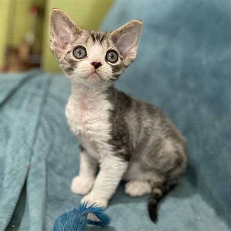 Welcome Healthy Devon Rex Cattery For Sale