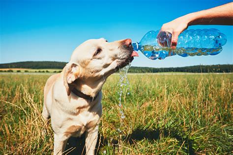 6 Reasons Why Your Dog Wont Stop Drinking Water