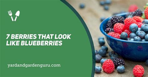 7 Berries That Look Like Blueberries