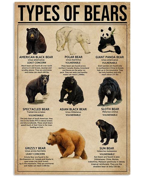 Types Of Bears Animaux Les Plus Drôles Zoologie Photos Animaux Sauvages