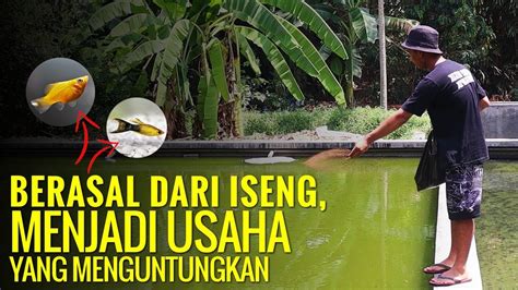 Banyak orang yang membudidayakan ikan hias sebagai hewan peliharaan di rumah baik di tempatkan di aquarium ataupun pada kolam. BUDIDAYA IKAN HIAS MOLLY, DARI USAHA ISENG SAMPAI JADI ...