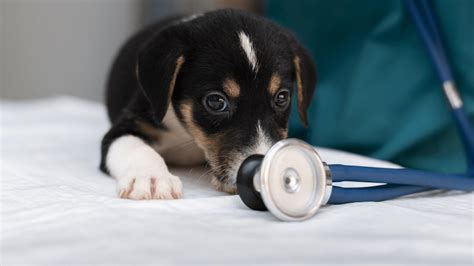 Pet Health: 5 Signs of Sickness in Your Pet You Should Never Ignore | Vetic