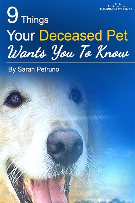 How long does it take you to get ready in the morning? 9 Things Your Deceased Pet Wants You To Know | Pet quotes ...