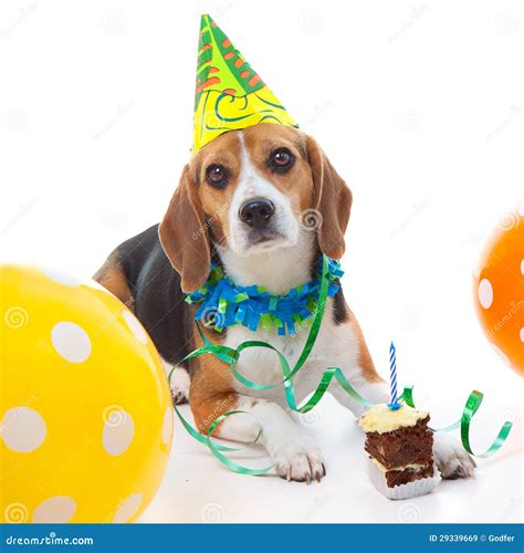 Pet First Birthday Party Celebration Stock Image - Image of anniversary