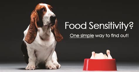 Here's how to separate the good from the dodgy. Testing Your Dog For Food Allergies
