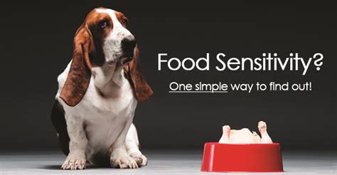 Take better control of your dog's wellbeing and health with a dog allergy test. Testing Your Dog For Food Allergies