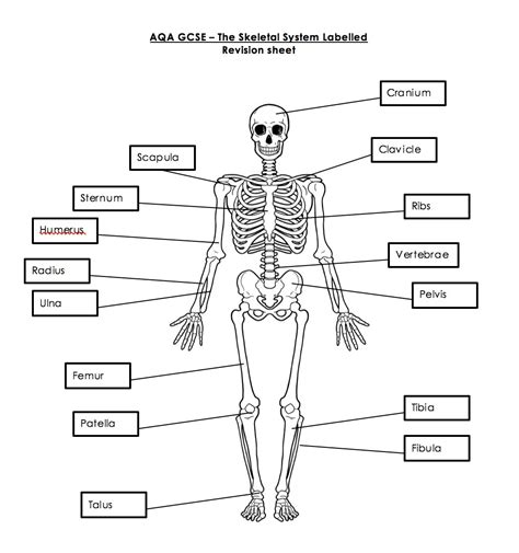 Skeletal System Worksheets Bilscreen