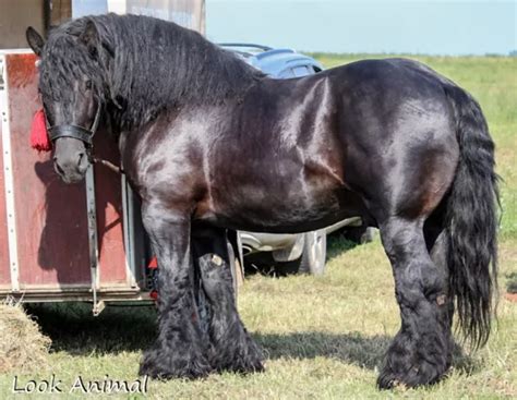 Gorgeous Huge Black Belgian Stallion Belgian Horse Big Horses